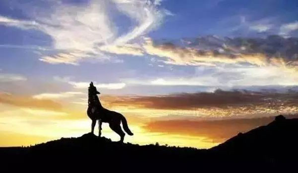 創業，一個從家狗變成狼的過程